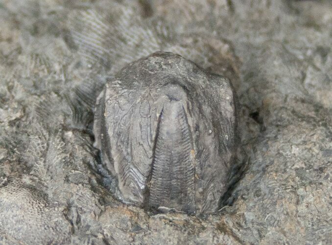 Blastoid (Pentremites) Plate - Oklahoma #14989